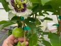 Passion-flower-and-fruit